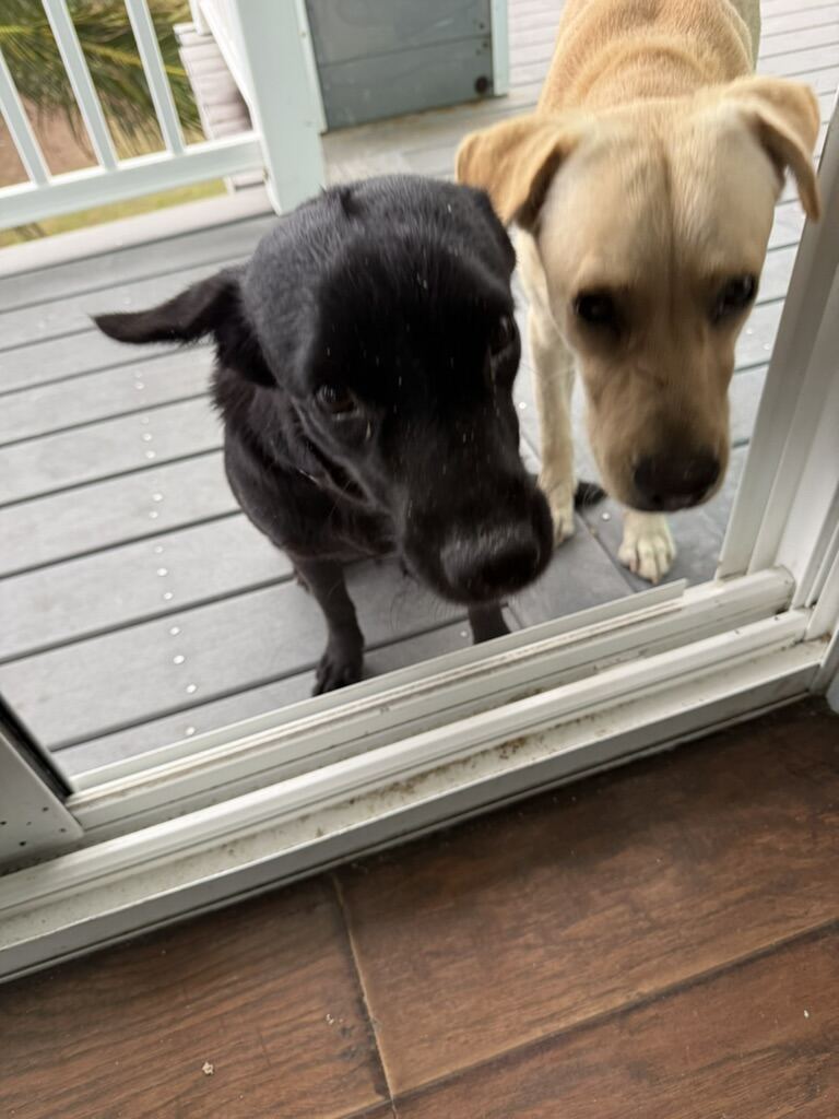 Friendly dogs at the cottage