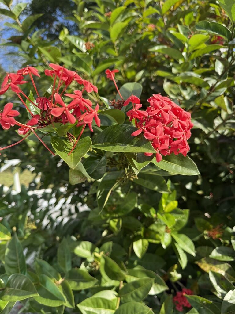 Tropical flowers