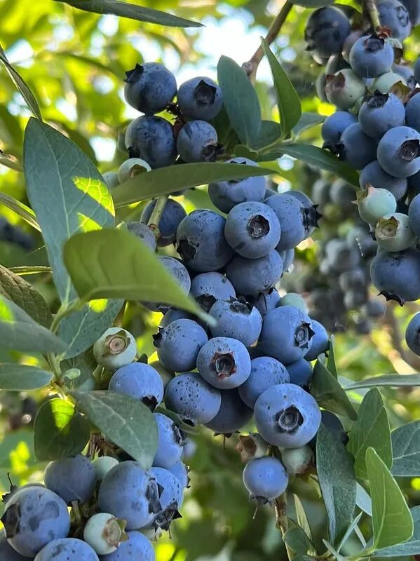 Ripe blueberries on the bush