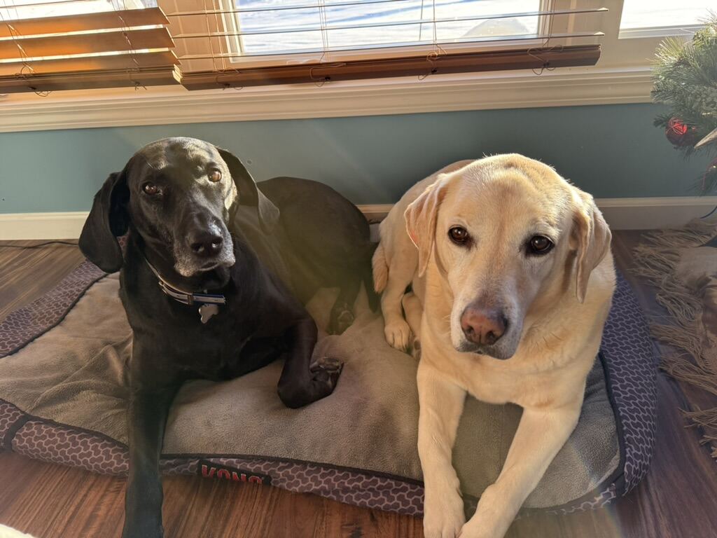 Two labs relaxing indoors